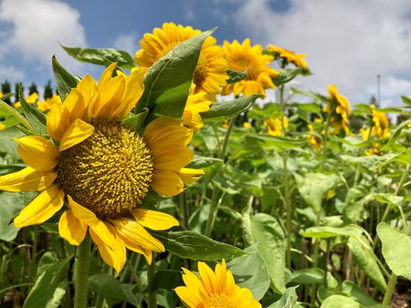 sun-flower-bana-hills